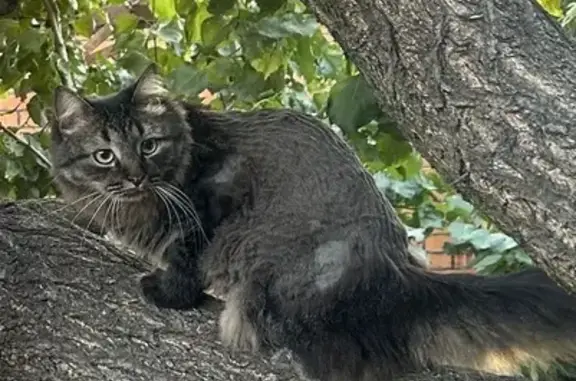 Пропал кот, Грецька вулиця, Мелитополь