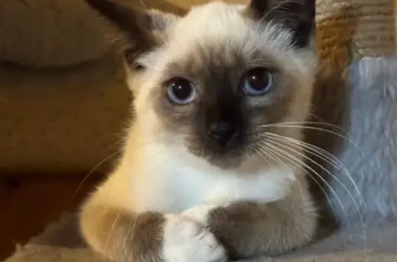 Пропала кошка, Урицкого 52/22, Вышний Волочёк