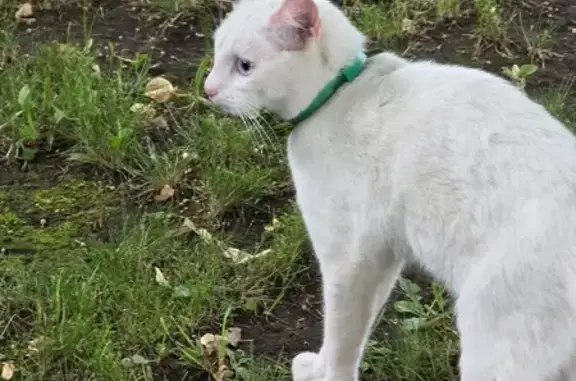 Найдена кошка, Алтайский край, фото: Белая кошка найдена, Плодопитомник, Алтай