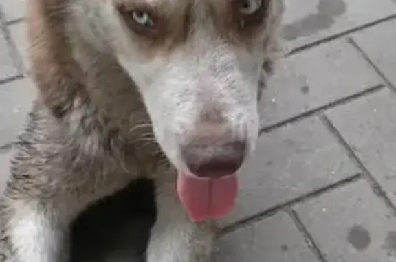 Найдена собака, Курганинск, фото: Хаски найдена, ул. Матросова 201А, Курганинск