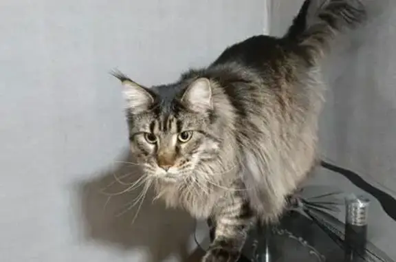 Кошки потеряшки, Йошкар-Ола, фото: Потеряшка кошка, Краснофлотская 30, Й-Ола