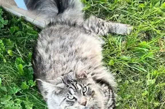 Кошки потеряшки, , фото: Потеряшка кошка, Звёздный проезд, 22