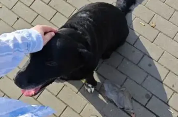 Чёрный пёс найден на ул. Р. Люксембург, Орёл