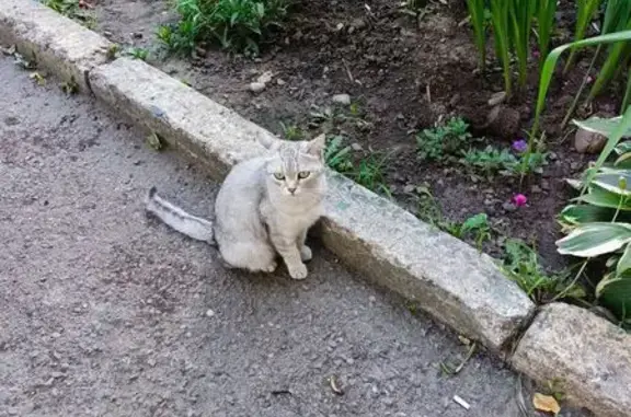 Кошка найдена: пр. Ленина, 100А, Барнаул