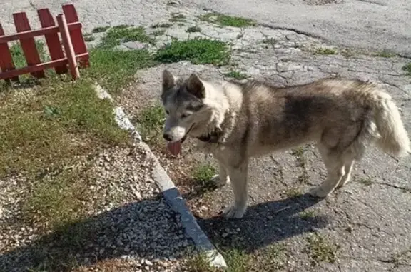 Найденные животные Самара, фото: Хаски найдена: Ясский переулок, 5, Самара