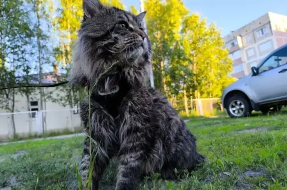 Кошки потеряшки, Муравленко, фото: Потеряшка кошка, Комсомольская, 3