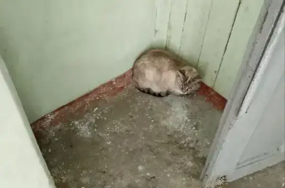 Пропала сиамская кошка, Челюскинцев 91
