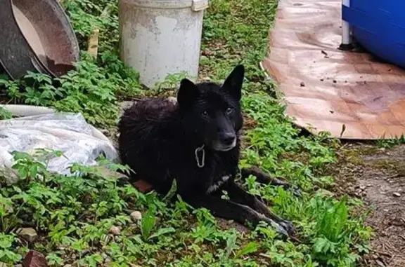 Собака найдена: 3-й Северный пер., 2, Смоленск