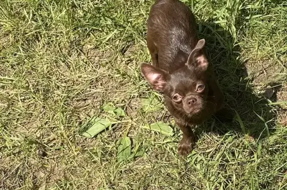 Собаки потеряшки, Балашиха, фото: Потеряшка собака Рафик, ул. Баландина, Балашиха