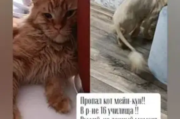 Пропала кошка, Институтская 99, Прокопьевск