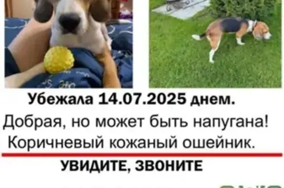 Пропала собака, Московская область