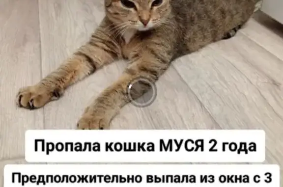 Пропала кошка, ул. Монтажников, Тюмень