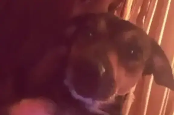 Собаки потеряшки, , фото: Потеряшка собака, пр. Ленина 39, Тверь