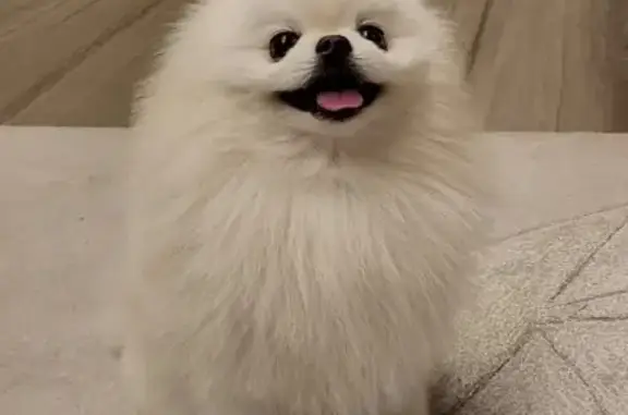 Собаки потеряшки, Москва, фото: Потеряшка собака у Mates, Краснопресненская, 12 к2