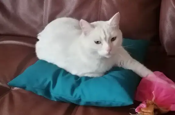 Пропал котик, Лесной, за Власихой
