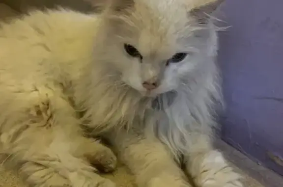 Найдена кошка, Новосибирск, фото: Найдена кошка, Твардовского 22/1, Нск