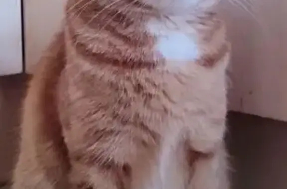 Пропал кот Коржик, ул. Ленина, 34, Протвино