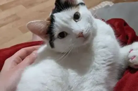 Потерянные животные Саратов, фото: Пропала кошка, Тархова 35А, Саратов