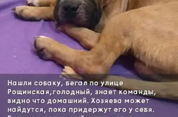 Найдена собака, Нагаево, Башкортостан