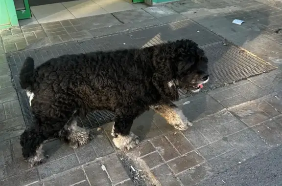 Найдена собака, пр. Тюленева 46, Ульяновск