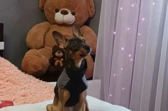 Потерянные животные Канск, фото: Пропала собака, Аэродромная 4, Канск