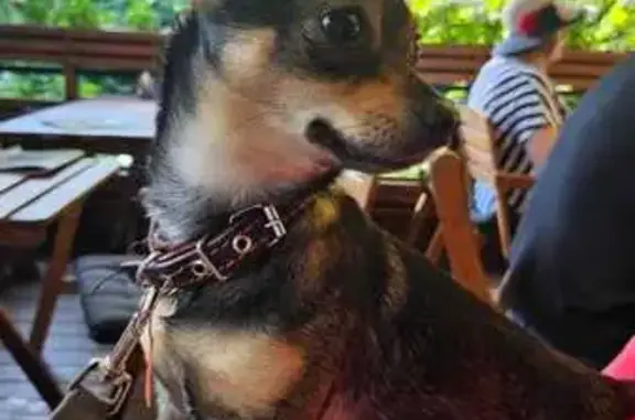 Собака найдена: пр. Мира, 23, Калининград