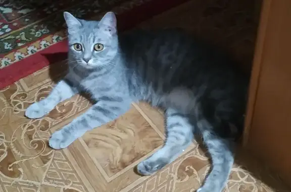 Кошки потеряшки, Ревда, фото: Потеряшка кошка, ул. Чехова, 45, Ревда