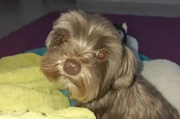 Собаки потеряшки, Наволоки, фото: Потеряшка собака, Октябрьская 6, Наволоки