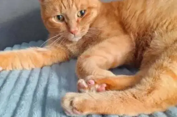 Кошки потеряшки, Лихославль, фото: Потеряшка рыжая кошка, Комсомольская 26