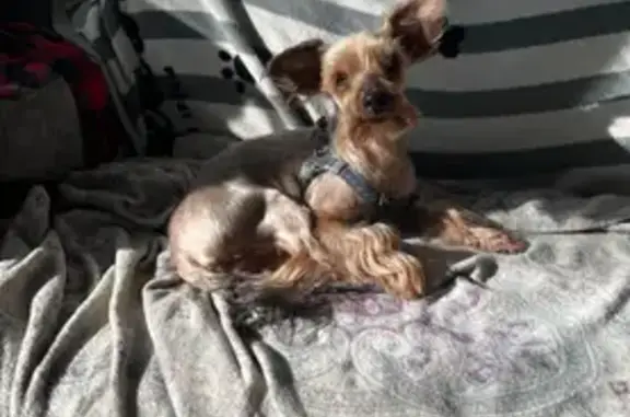 Собаки потеряшки, Старая Малукса, фото: Потеряшка собака, 41К-124, Старая Малукса