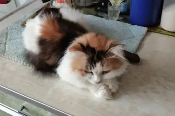 Пропала кошка, 16-я Северная, 29, Омск