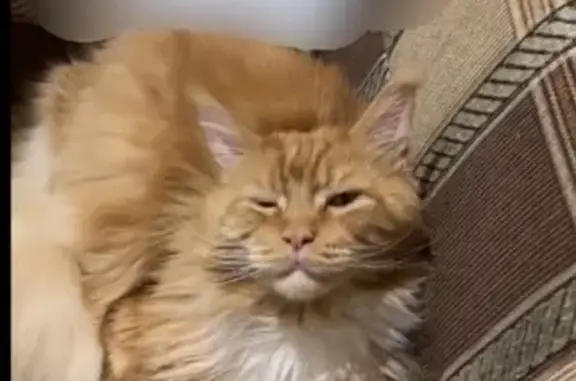 Кошки потеряшки, Белая Холуница, фото: Потеряшка кошка, Полевая 18, Белая Холуница