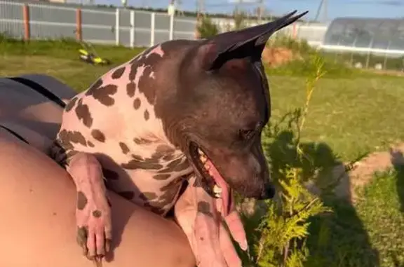 Найдена собака, , фото: Найдена собака, Калитинское, Кюрлевская