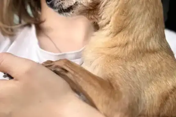 Найдена собака, Архангельск, чихуахуа