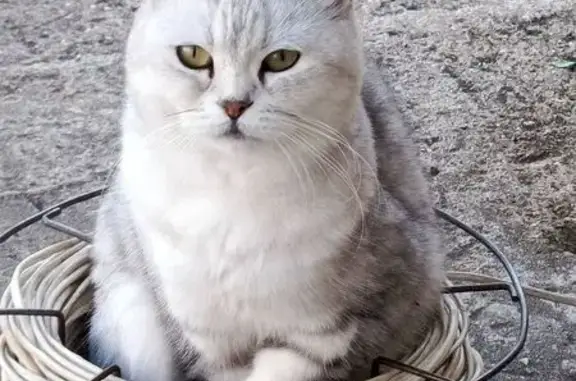 Пропала кошка, Самсоновское с/п, Кострома