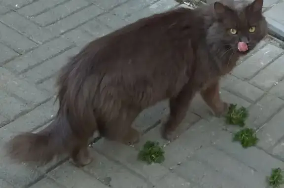 Кошка у магазина, Жукова 43, Челябинск