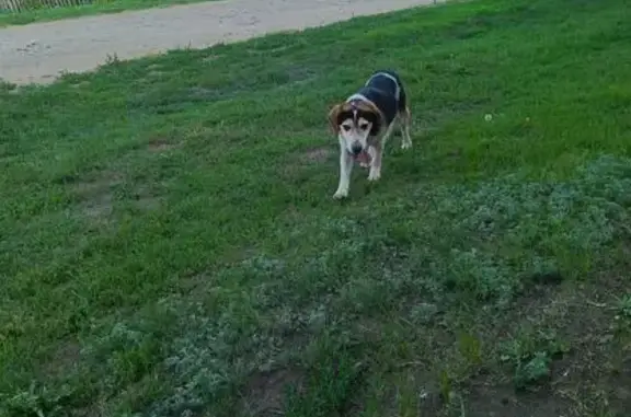 Найдена собака в Георгиевке, Самарская обл.