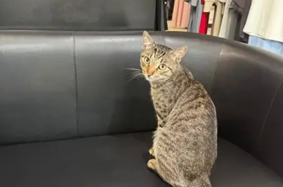 Найдена кошка, Воронеж, фото: Кошка найдена на Кольцовской, Воронеж