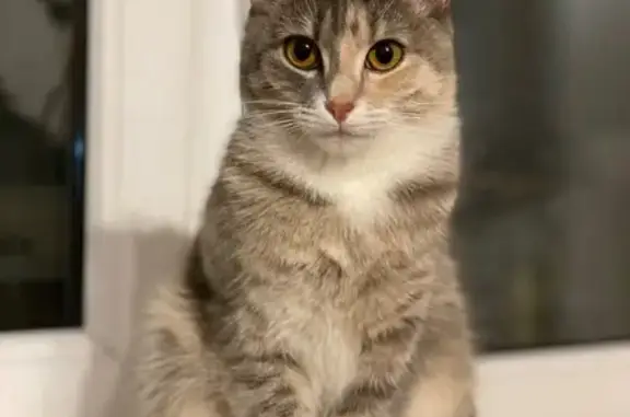 Кошки потеряшки, Тверь, фото: Потеряшка кошка Соня, ул. Ильиной, 35, Тверь