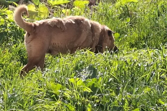 Светло-коричневая собака найдена на Труфанова 13
