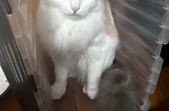 Пропала кошка, ул. Циолковского, 1, Киров