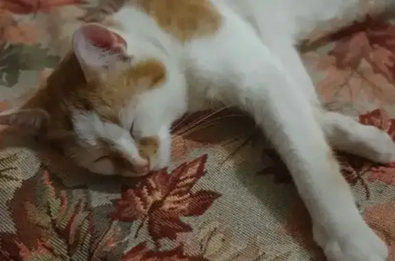 Кошка найдена: ул. Аэропорт, 30, НСК