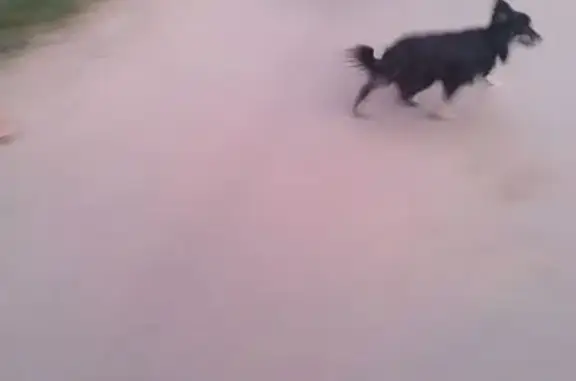 Найдена собака, Иваново, фото: Собака найдена: Кавалерийская 16, Иваново