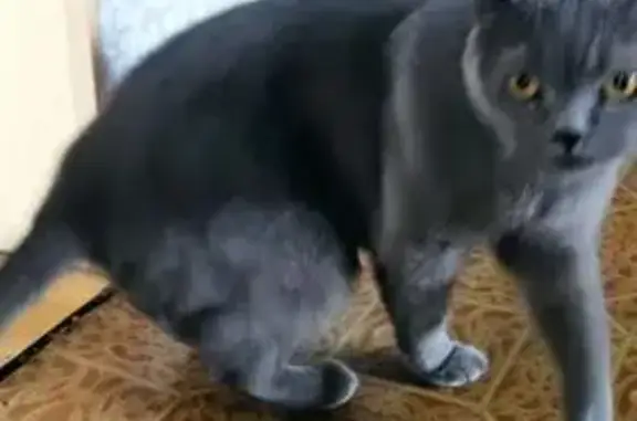 Кошки потеряшки, Пенза, фото: Потеряшка кошка, ул. Гагарина, 16, Пенза