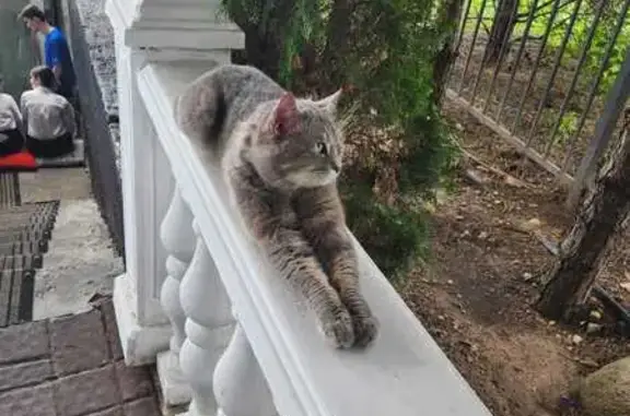 Найдена кошка, , фото: Кошка найдена: Моховая ул., 8, Москва