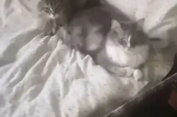 Кошки потеряшки, Ладва-Ветка, фото: Потеряшка серая кошка, Ладва-Ветка, Карелия