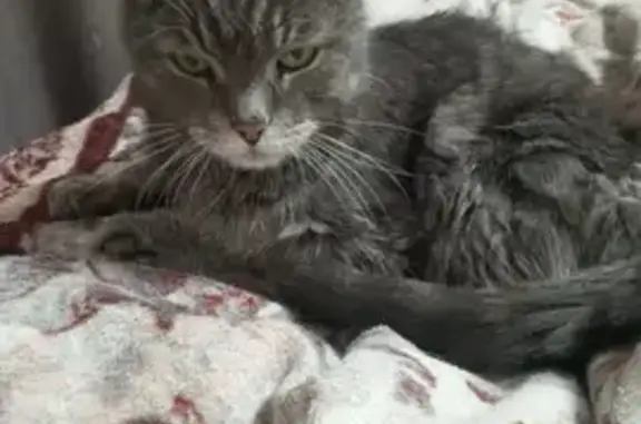 Найдена кошка, Лобня, фото: Кошка найдена: ул. Чайковского, 7 к3, Лобня