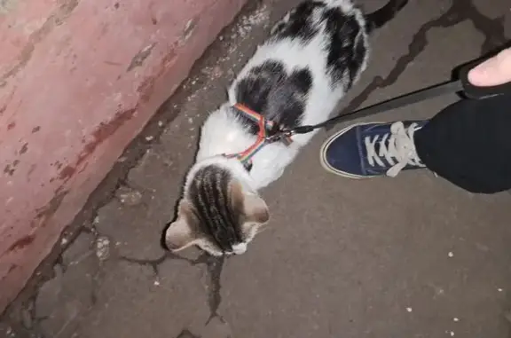 Кошки потеряшки, , фото: Потеряшка кошка в Сосновом Бору, МО