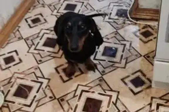 Пропала собака, Опаловый Р-228, Горнобалыклей