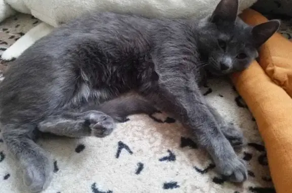 Пропала кошка, б-р Салавата Юлаева, 20